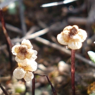 Asterella drummondii (A thallose liverwort) at Dunlop, ACT - 15 Oct 2020 by tpreston