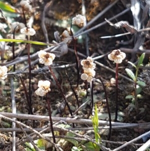 Asterella drummondii at Dunlop, ACT - 15 Oct 2020