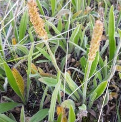 Plantago varia (Native Plaintain) at Dunlop, ACT - 15 Oct 2020 by trevorpreston