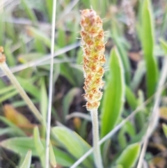 Plantago varia at Dunlop, ACT - 15 Oct 2020 05:18 PM