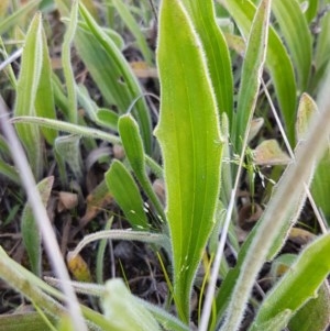 Plantago varia at Dunlop, ACT - 15 Oct 2020 05:18 PM