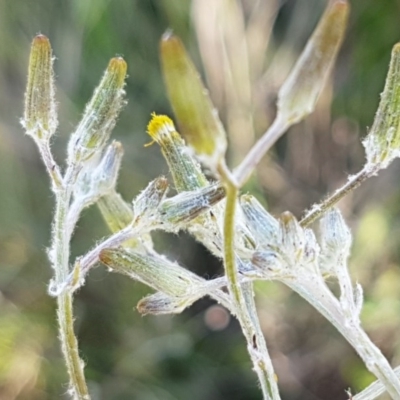 Senecio quadridentatus (Cotton Fireweed) at Dunlop Grasslands - 15 Oct 2020 by trevorpreston