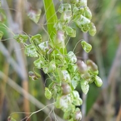 Briza minor (Shivery Grass) at Dunlop Grasslands - 15 Oct 2020 by trevorpreston