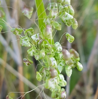 Briza minor (Shivery Grass) at Dunlop Grasslands - 15 Oct 2020 by trevorpreston