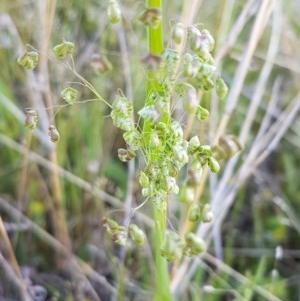 Briza minor at Dunlop, ACT - 15 Oct 2020