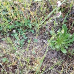 Silene gallica var. gallica at Holt, ACT - 15 Oct 2020