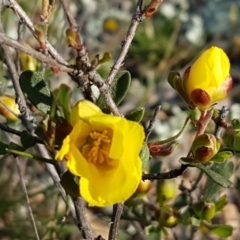 Hibbertia obtusifolia (Grey Guinea-flower) at Holt, ACT - 15 Oct 2020 by tpreston