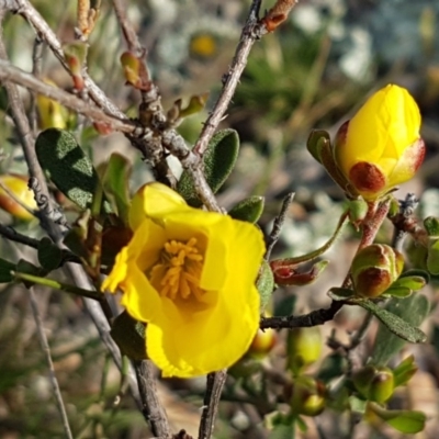 Hibbertia obtusifolia (Grey Guinea-flower) at Holt, ACT - 15 Oct 2020 by trevorpreston