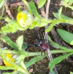 Habronestes bradleyi (Bradley's Ant-Eating Spider) at Holt, ACT - 15 Oct 2020 by trevorpreston