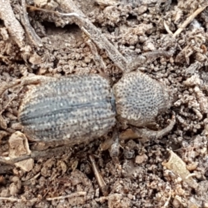 Cubicorhynchus sp. (genus) at Holt, ACT - 15 Oct 2020