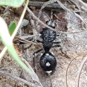 Bothriomutilla rugicollis at Ginninderry Conservation Corridor - 15 Oct 2020