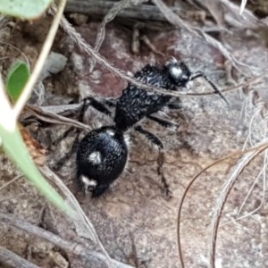 Bothriomutilla rugicollis at Ginninderry Conservation Corridor - 15 Oct 2020