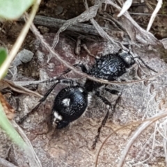 Bothriomutilla rugicollis at Ginninderry Conservation Corridor - 15 Oct 2020