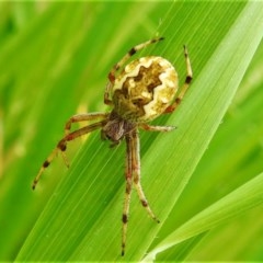 Araneus hamiltoni (Hamilton's Orb Weaver) at Stromlo, ACT - 14 Oct 2020 by JohnBundock