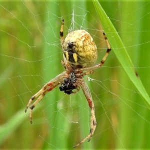 Araneus hamiltoni at Stromlo, ACT - 14 Oct 2020 12:21 PM