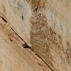 Lampropholis delicata (Delicate Skink) at Cook, ACT - 29 Sep 2020 by Tammy