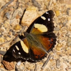 Vanessa itea (Yellow Admiral) at Jinden, NSW - 10 Oct 2020 by trevsci