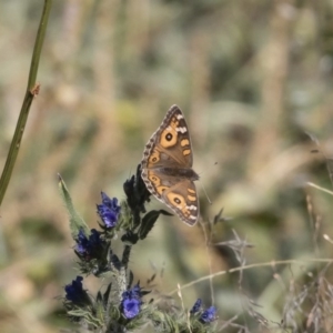 Junonia villida at Michelago, NSW - 24 Apr 2020