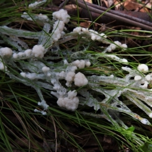 Myxomycete - past plasmodial stage at Uriarra, NSW - 15 Oct 2020 12:53 PM