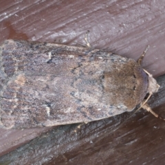 Proteuxoa hypochalchis (Black-bar Noctuid) at Lilli Pilli, NSW - 7 Oct 2020 by jb2602