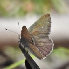 Erina hyacinthina (Varied Dusky-blue) at Uriarra, NSW - 15 Oct 2020 by JohnBundock