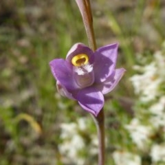 Thelymitra pauciflora (Slender Sun Orchid) at Rugosa - 14 Oct 2020 by SenexRugosus
