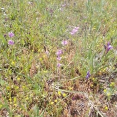 Arthropodium sp. (A Lily) at Kowen, ACT - 15 Oct 2020 by jamesjonklaas