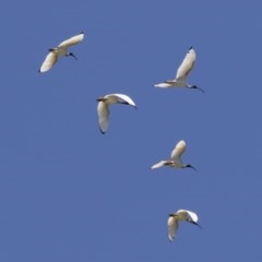 Threskiornis molucca at Michelago, NSW - 10 Oct 2020