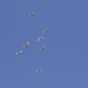 Threskiornis molucca at Michelago, NSW - 10 Oct 2020