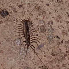 Scutigeridae (family) (A scutigerid centipede) at Symonston, ACT - 15 Oct 2020 by Mike