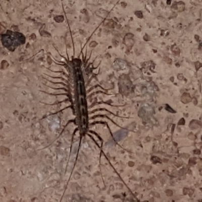 Scutigeridae (family) (A scutigerid centipede) at Symonston, ACT - 15 Oct 2020 by Mike