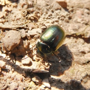 Chrysolina quadrigemina at Yass River, NSW - 15 Oct 2020 09:25 AM