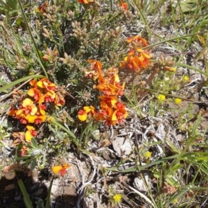 Dillwynia sericea at Kowen, ACT - 15 Oct 2020 12:56 PM