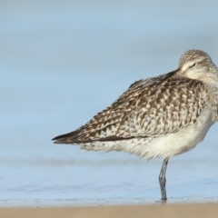 Limosa lapponica (Bar-tailed Godwit) at Mogareeka, NSW - 15 Oct 2020 by Leo