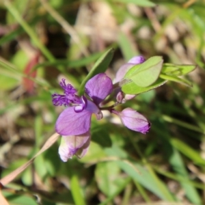 Polygala japonica at Mongarlowe, NSW - 13 Oct 2020