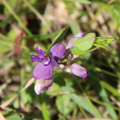 Polygala japonica (Dwarf Milkwort) at Mongarlowe, NSW - 13 Oct 2020 by LisaH