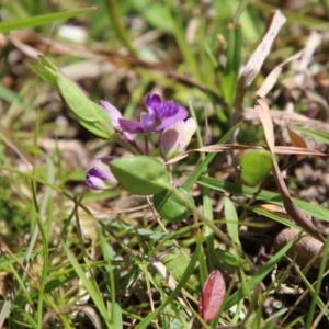 Polygala japonica at Mongarlowe, NSW - 13 Oct 2020