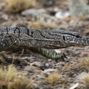 Varanus rosenbergi at Michelago, NSW - 16 Jan 2020