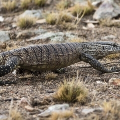 Varanus rosenbergi at Michelago, NSW - 16 Jan 2020