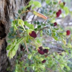 Bossiaea buxifolia (Matted Bossiaea) at Rugosa - 15 Oct 2020 by SenexRugosus