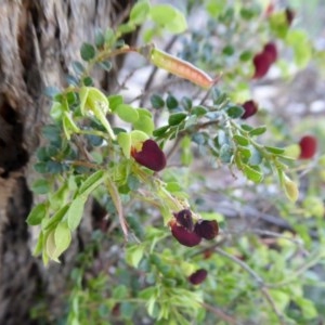 Bossiaea buxifolia at Yass River, NSW - 15 Oct 2020