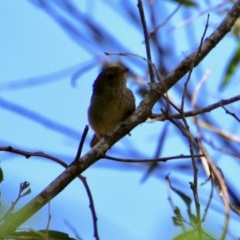 Acanthiza pusilla (Brown Thornbill) at Mongarlowe River - 13 Oct 2020 by LisaH