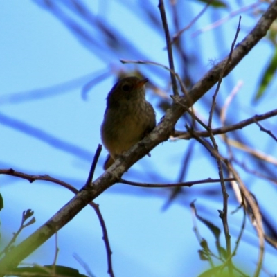 Acanthiza pusilla (Brown Thornbill) at Mongarlowe River - 13 Oct 2020 by LisaH