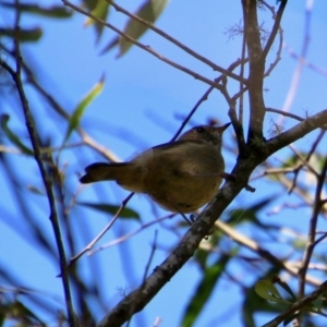 Acanthiza pusilla at Mongarlowe, NSW - 13 Oct 2020