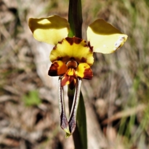 Diuris semilunulata at Cotter River, ACT - 15 Oct 2020