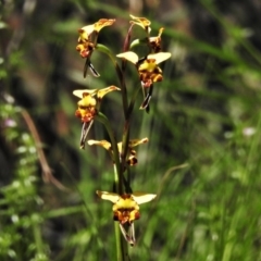 Diuris semilunulata at Cotter River, ACT - 15 Oct 2020