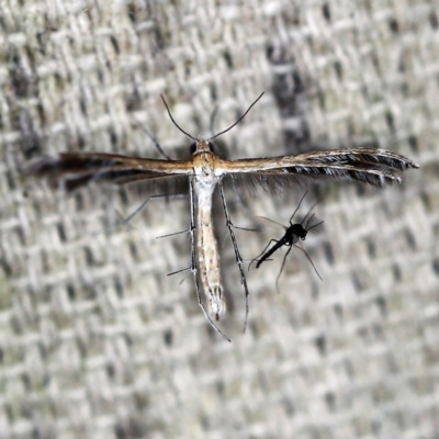 Stangeia xerodes (A plume moth) at O'Connor, ACT - 4 Oct 2020 by ibaird