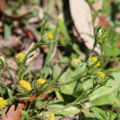 Triptilodiscus pygmaeus (Annual Daisy) at Mongarlowe, NSW - 13 Oct 2020 by LisaH