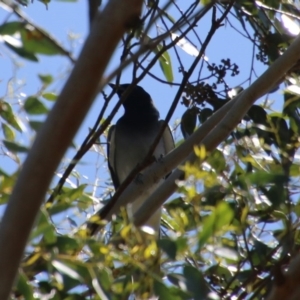 Coracina novaehollandiae at Mongarlowe, NSW - 13 Oct 2020