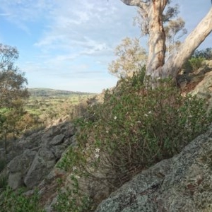 Philotheca myoporoides subsp. brevipedunculata at Tralee, NSW - suppressed